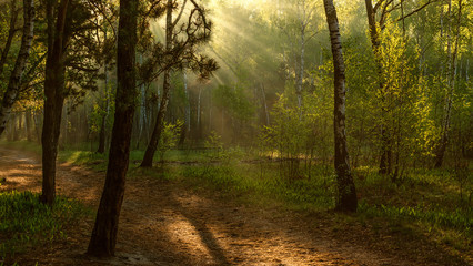 Landscape. Morning. Walk through the woods. Sun rays.