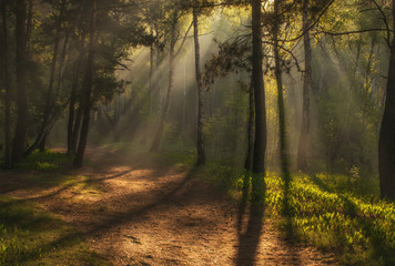 Landscape. Morning. Walk through the woods. Sun rays.