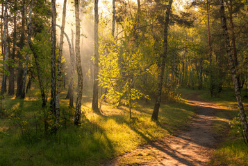 Obraz premium Landscape. Morning. Walk through the woods. Sun rays.