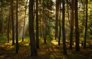 Fototapeta premium Landscape. Morning. Walk through the woods. Sun rays.