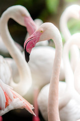 Pink Flamingo-close up, it has a beautiful coloring of feathers. Greater flamingo, Phoenicopterus roseus.