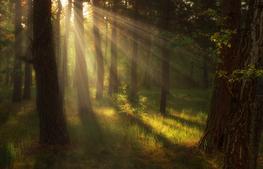 Obraz premium Landscape. Morning. Walk through the woods. Sun rays.