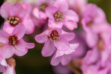 Beautiful pink flowers in springtime. Closeup.