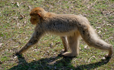 Pawian , pawiany © Dreamnordno