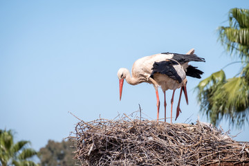 2 storks in the nest