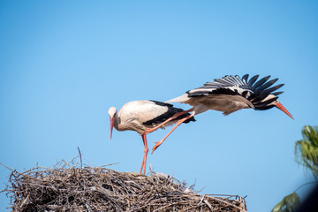 2 storks in the nest. Stork flies out of the nest to hunt