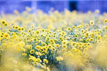 Yellow chrysanthemum flowers, chrysanthemum in the garden. Blurry flower for background, colorful plants.