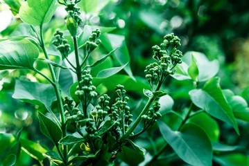 The rays of the sun make their way through the green leaves of the trees. Live texture with green leaves and breaking sun rays.