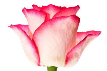 Single flower of rose isolated on black background, close up.