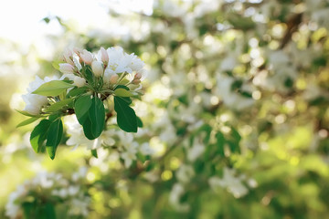 tender spring flowers background / beautiful picture of flowering branches