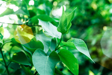 The rays of the sun make their way through the green leaves of the trees. Live texture with green leaves and breaking sun rays.