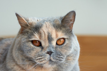 Close-up view of the head of a British Shorthair cat with copper eyes