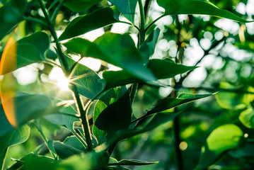 The rays of the sun make their way through the green leaves of the trees. Live texture with green leaves and breaking sun rays.