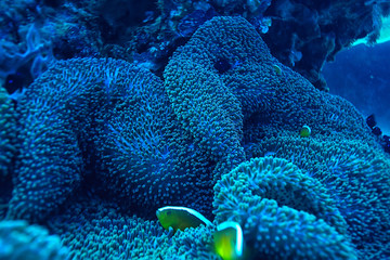 marine ecosystem underwater view / blue ocean wild nature in the sea, abstract background