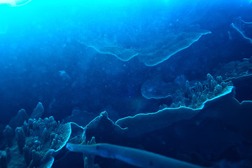 underwater scene / coral reef, world ocean wildlife landscape