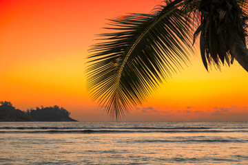 Naklejka na ściany i meble Beautiful orange sunset over the sea with coco palm on the beach in Jamaica Caribbean island