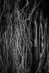The roots and stems of the banyan tree are densely packed, looking cluttered as the surface of the wood, photographing black and white.