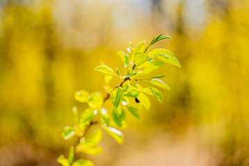 The sun shines through a lilac bush at sunset closeup
