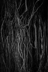 The roots and stems of the banyan tree are densely packed, looking cluttered as the surface of the wood, photographing black and white.