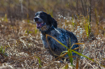 Hunting dog running across the field on the hunt. English setter. 