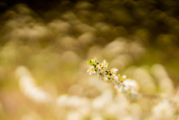 The sun shines through a lilac bush at sunset closeup
