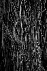 The roots and stems of the banyan tree are densely packed, looking cluttered as the surface of the wood, photographing black and white.