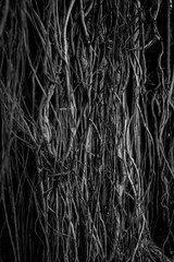 The roots and stems of the banyan tree are densely packed, looking cluttered as the surface of the wood, photographing black and white.