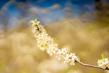 The sun shines through a lilac bush at sunset closeup