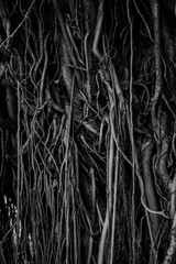 The roots and stems of the banyan tree are densely packed, looking cluttered as the surface of the wood, photographing black and white.