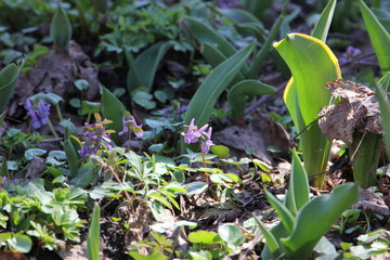 first spring flowers
