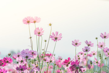 Obraz na płótnie Canvas Cosmos flowers in nature, sweet background, blurry flower background, light pink and deep pink cosmos.