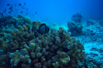 underwater world / blue sea wilderness, world ocean, amazing underwater