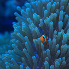 clown fish coral reef / macro underwater scene, view of coral fish, underwater diving