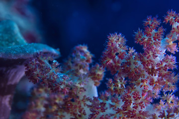 underwater world / blue sea wilderness, world ocean, amazing underwater
