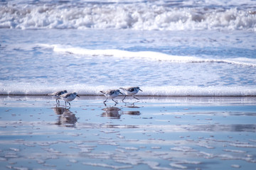 Fototapeta premium Little Calidris birds are running for prey against the backdrop of ocean waves in Morocco
