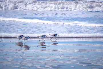 Fototapeta premium Little Calidris birds are running for prey against the backdrop of ocean waves in Morocco
