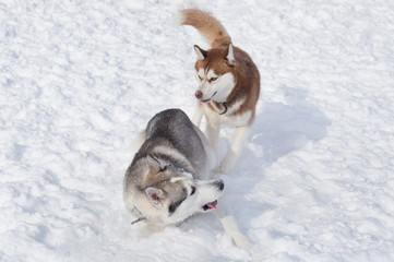 Two siberian husky are playing on a white snow. Pet animals.