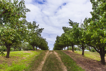 Organic red and sweet Ripening cherries on cherry trees in orchard in early summer