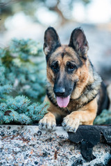 cute Beagle puppy 3 months running happy over the meadow with a red ball