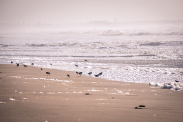 Calidris seabirds look for food by the ocean