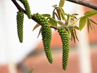 Walnut spring flower