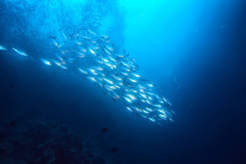 Fototapeta na wymiar lot of small fish in the sea under water / fish colony, fishing, ocean wildlife scene