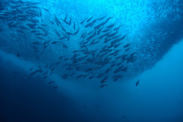 under water ocean / landscape underwater world, scene blue idyll nature