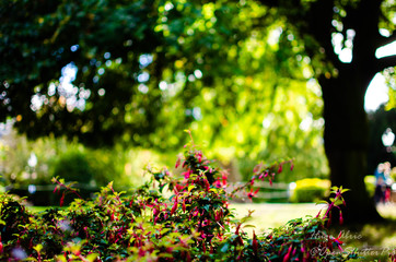 the flowers of york's garden
