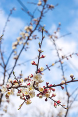 Spring seasonal flowering of trees concept - natural plant background and texture