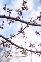 Spring seasonal flowering of trees concept - natural plant background and texture