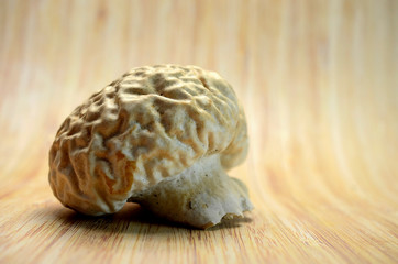 Close up brain mushroom on wooden table background