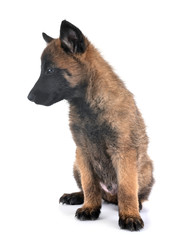puppy malinois in studio