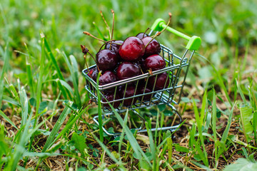 Mini shoppingcart full of fresh red ripe cherries on green background