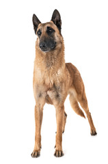 belgian shepherd malinois